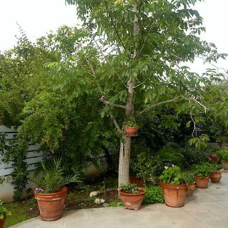 Sunny Garden Studio Otel Lefkoşa Dış mekan fotoğraf